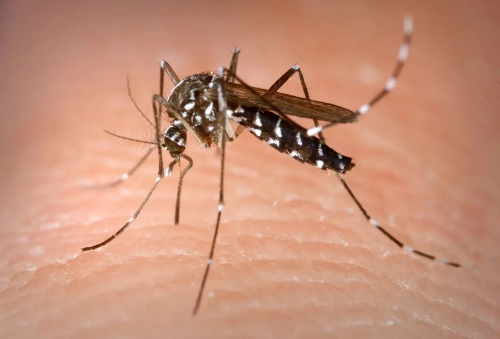 Observation de Moustique tigre (Aedes albopictus)