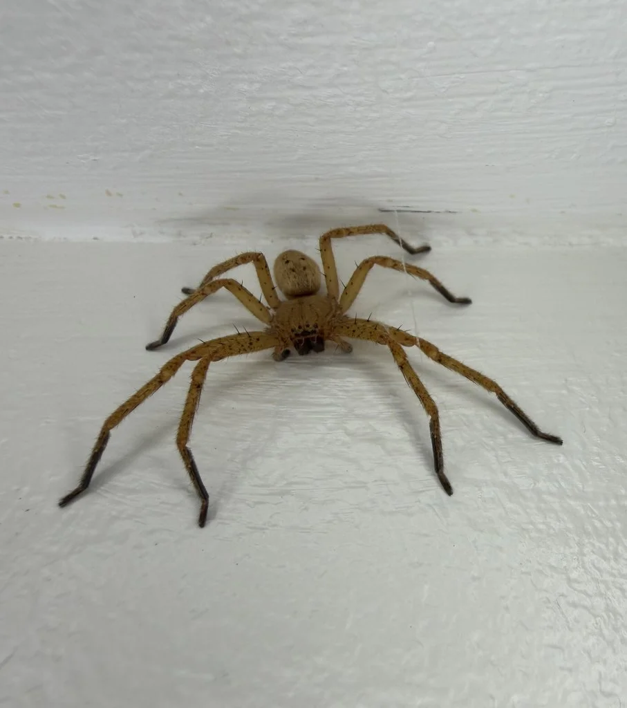 Observation de Olios d'Argélie (Olios argelasius)