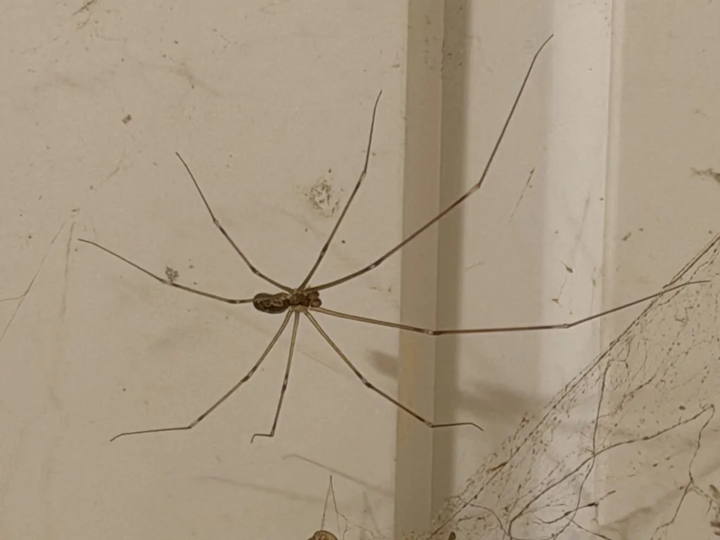 Observation de Araignée-pholque des murs (Holocnemus pluchei)