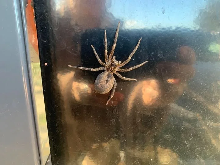 Observation de Zoropsis à pattes épineuses (Zoropsis spinimana)