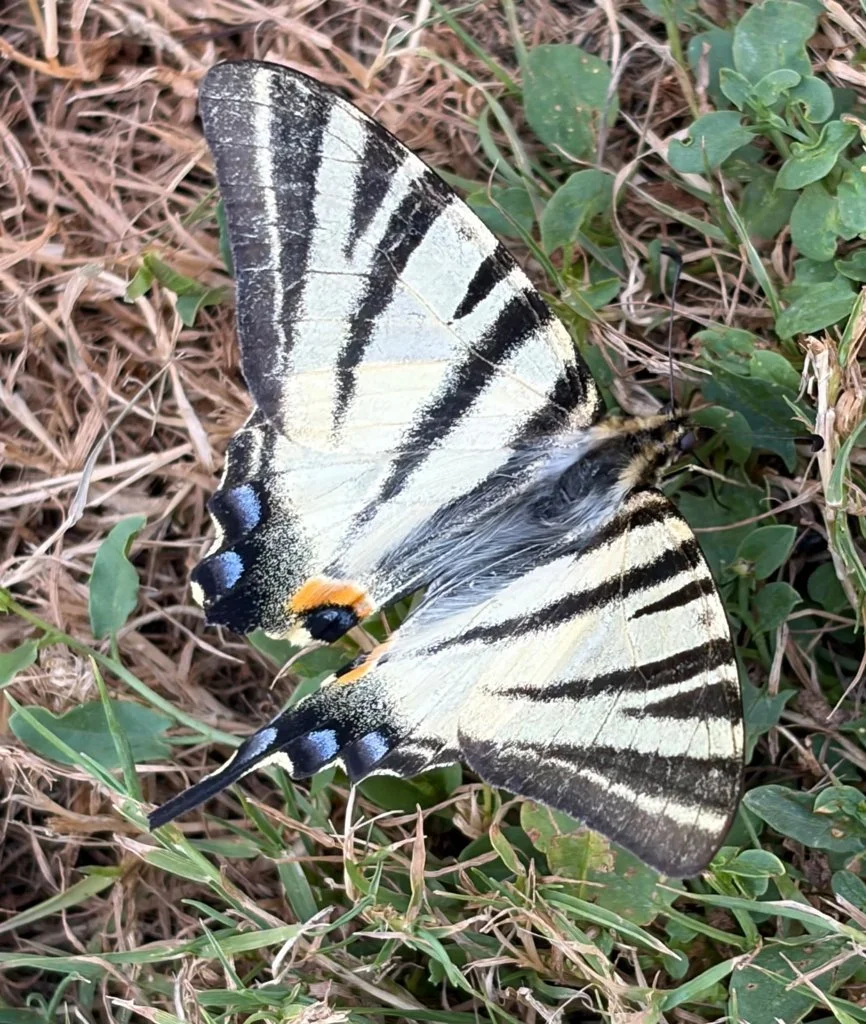 Observation de Iphiclides podalirius (Iphiclides podalirius)