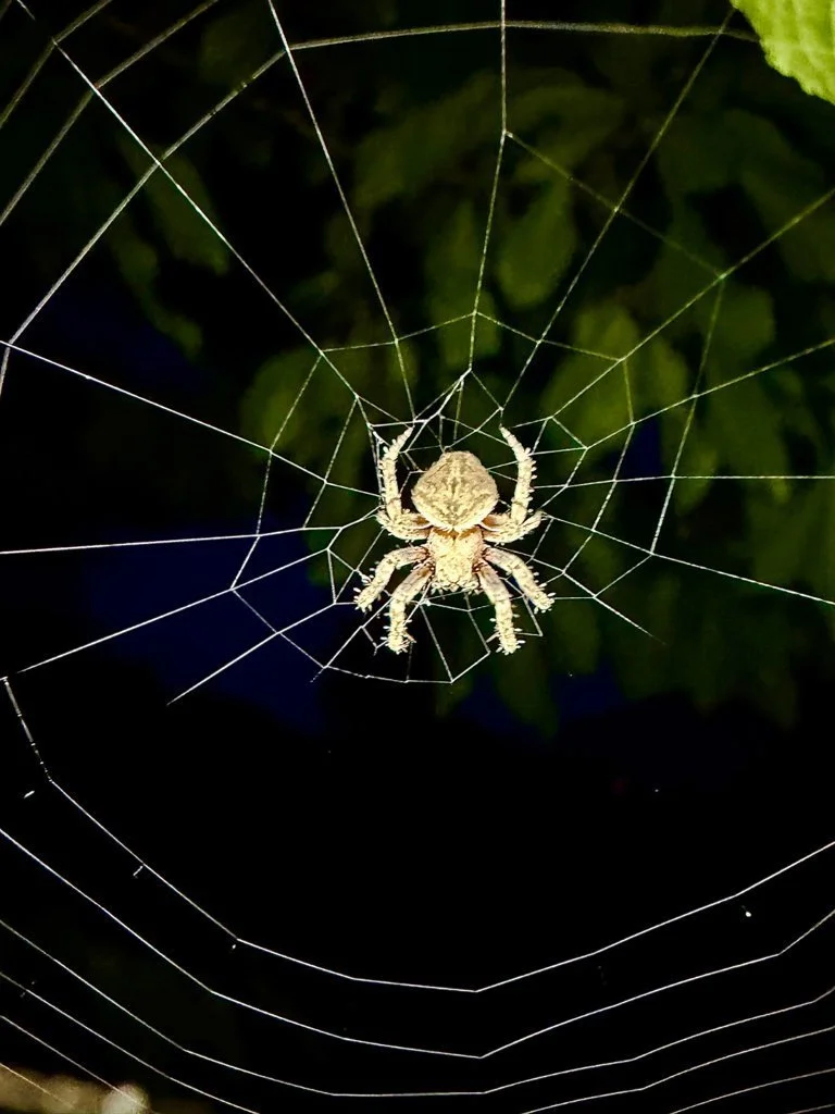 Observation de Neoscona subfusca (Neoscona subfusca)