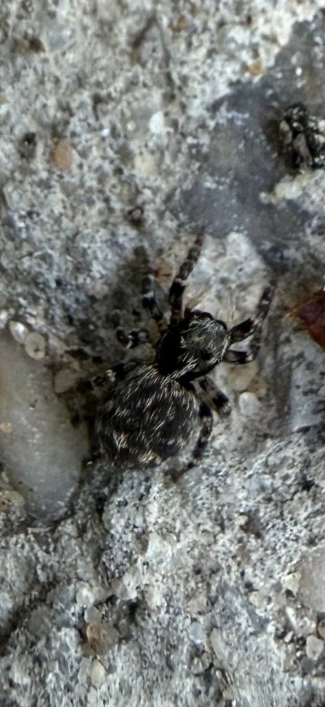 Observation de Araignée sauteuse erratique (Pseudeuophrys erratica)