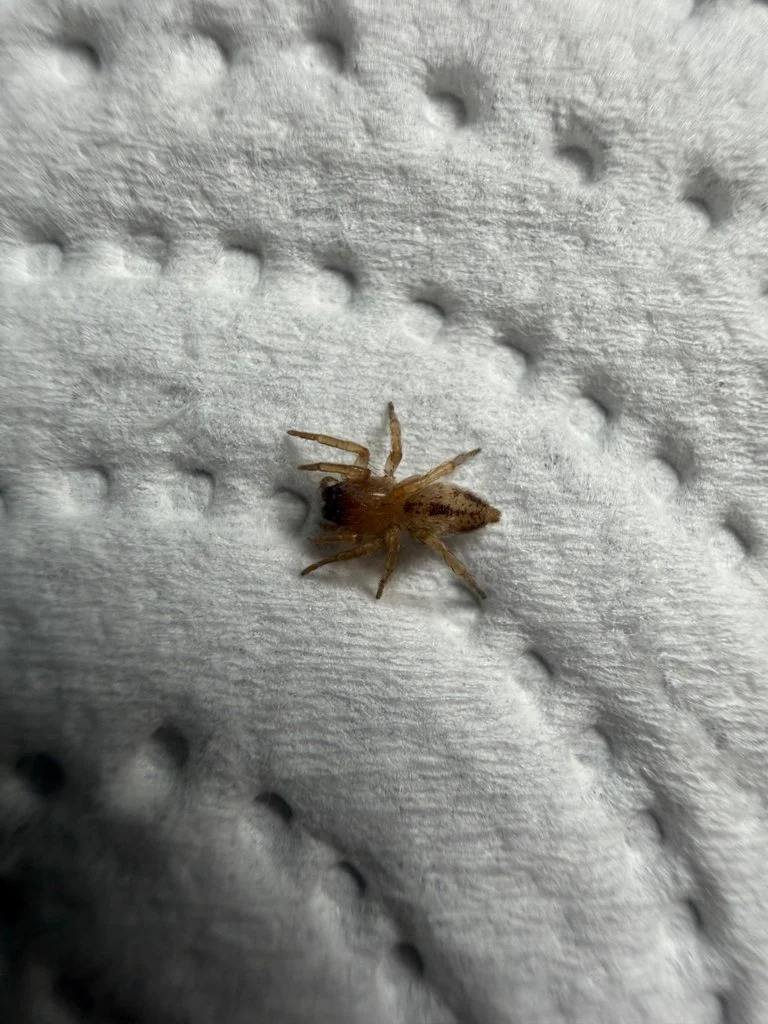 Observation de Porrhoclubiona vegeta (Porrhoclubiona vegeta)