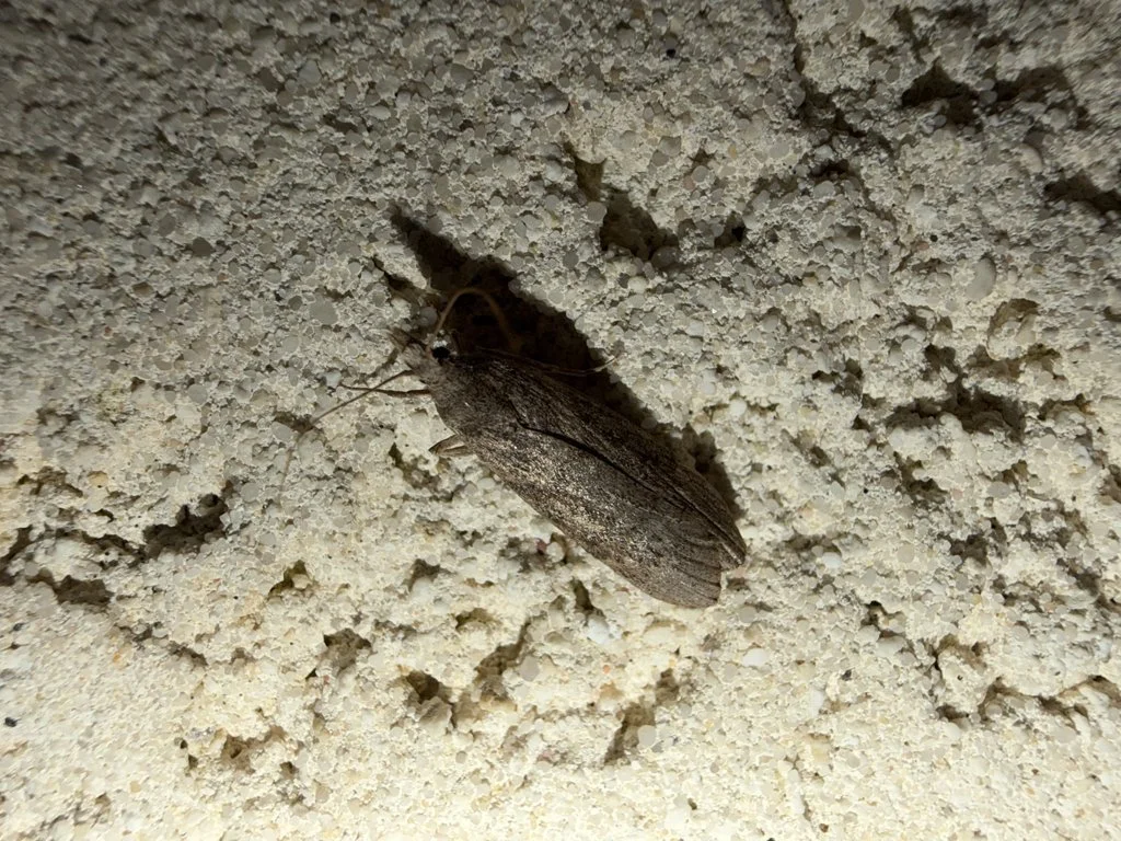 Observation de Lamoria anella (Lamoria anella)