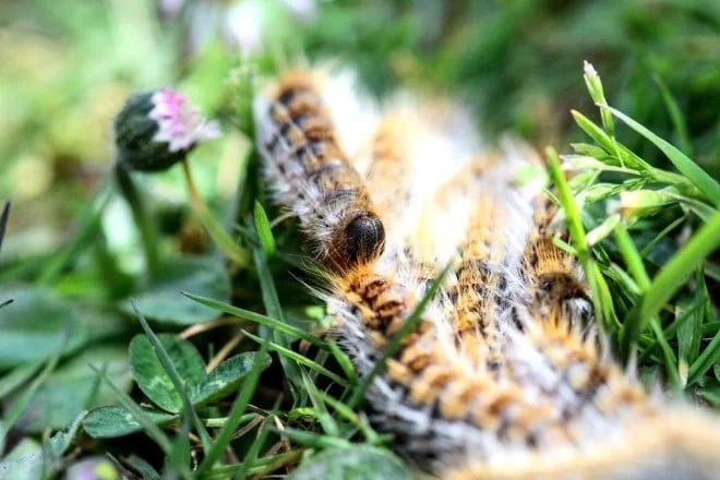 Observation de Processionnaire du pin (Thaumetopoea pityocampa)
