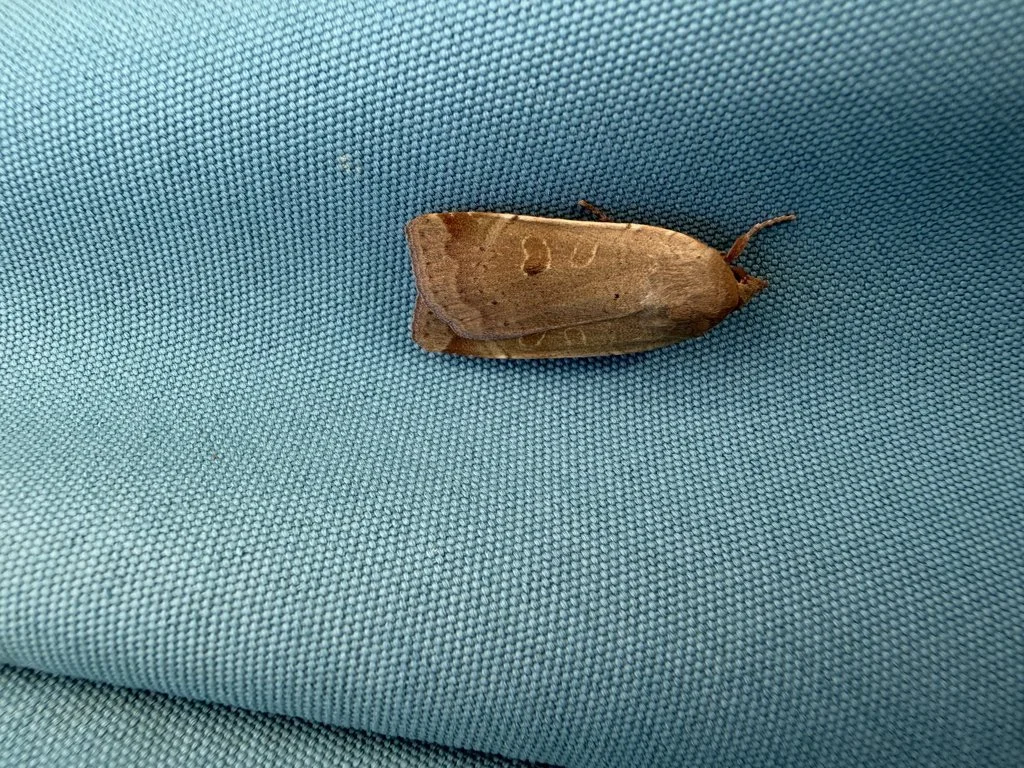 Observation de Noctua comes (Noctua comes)