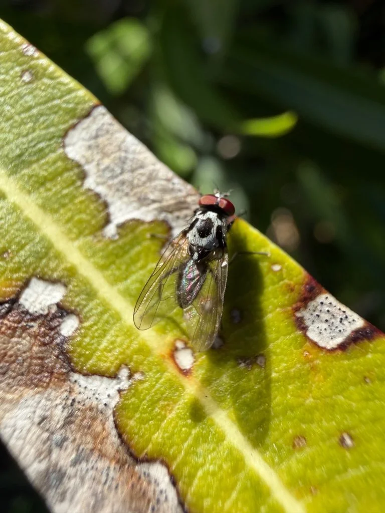 Observation de Anthomyia procellaris (Anthomyia procellaris)