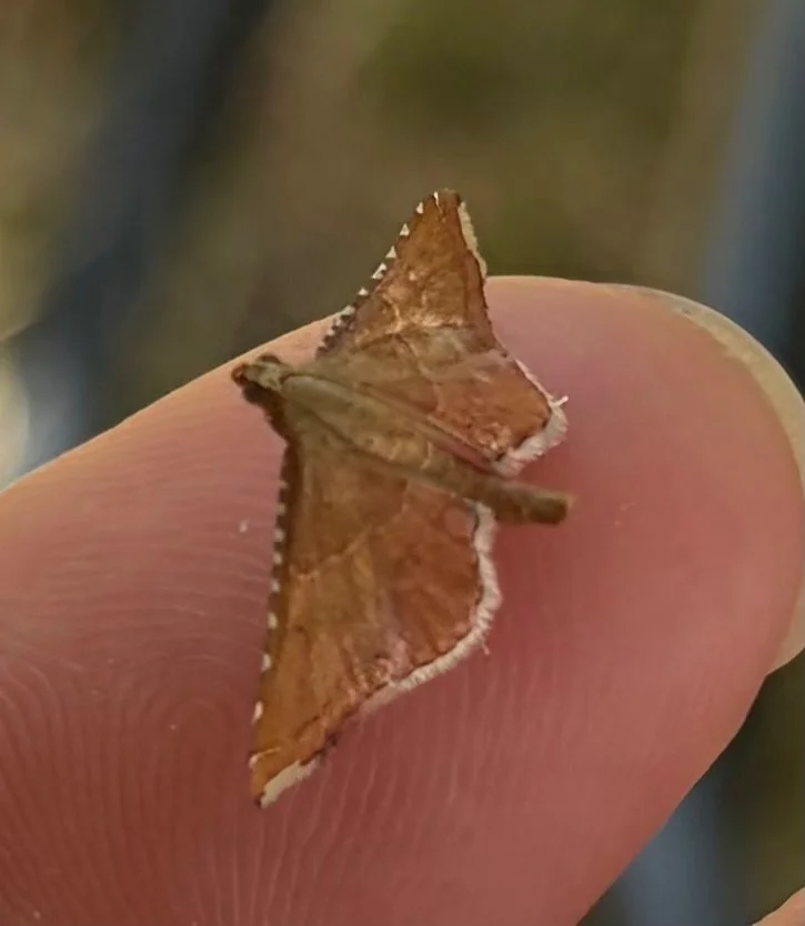 Observation de Endotricha flammealis (Endotricha flammealis)
