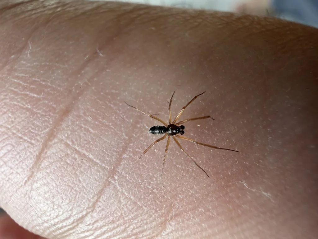 Observation de Coleosoma acutiventer (Coleosoma acutiventer)