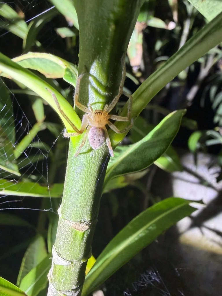 Observation de Olios d'Argélie (Olios argelasius)