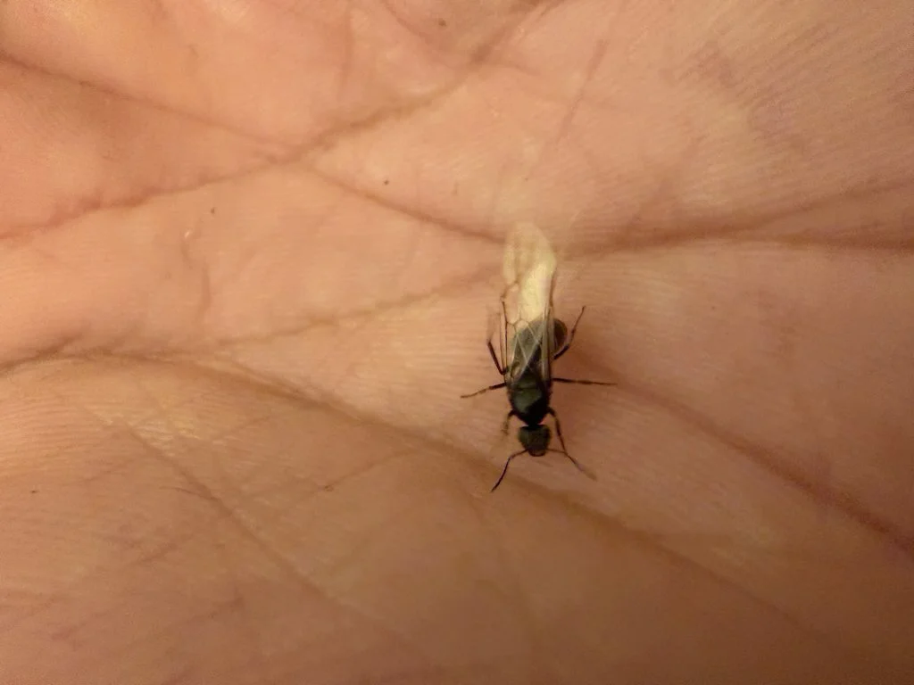 Observation de Lasius aphidicola (Lasius aphidicola)