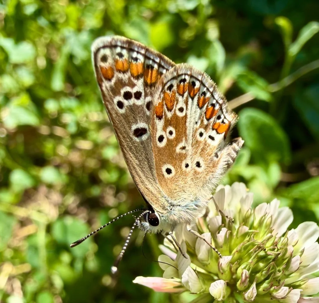 Observation de Aricia agestis (Aricia agestis)