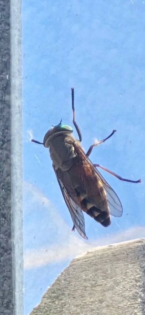 Observation de Tabanus sudeticus (Tabanus sudeticus)