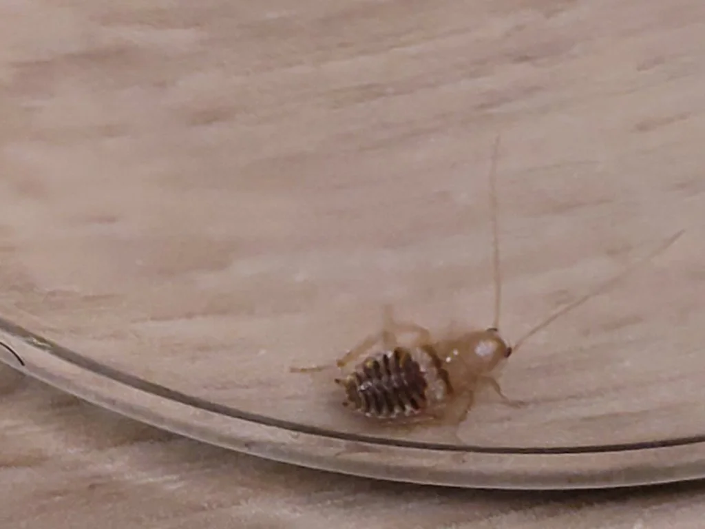 Observation de Planuncus tingitanus (Planuncus tingitanus)