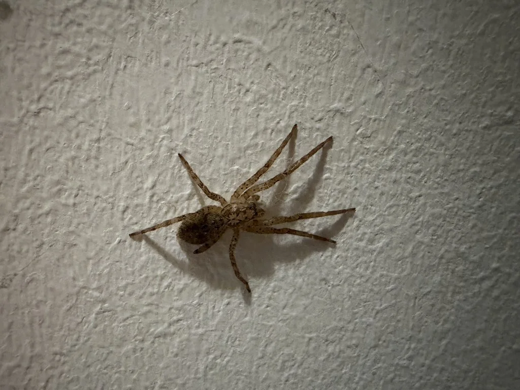 Observation de Zoropsis media (Zoropsis media)