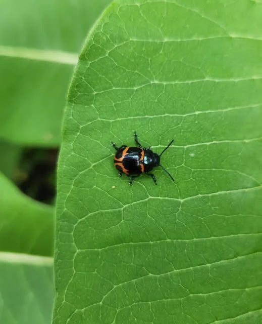 Observation de Labidomera clivicollis (Labidomera clivicollis)