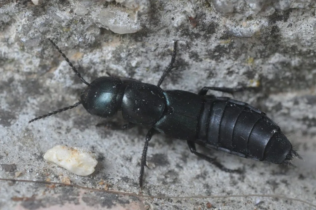 Observation de Staphylin ophtalmique (Ocypus ophthalmicus)