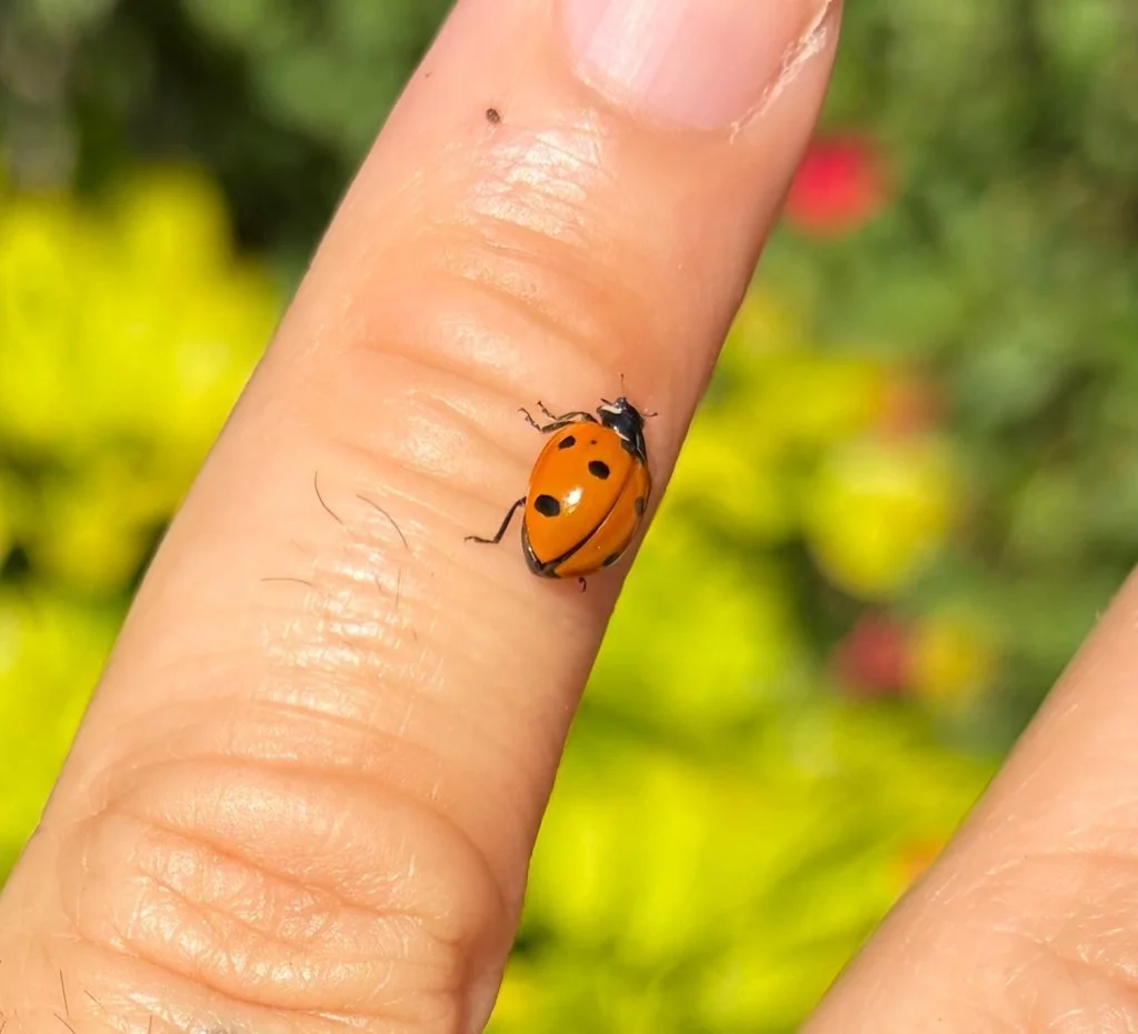 Observation de Coccinella septempunctata (Coccinella septempunctata)