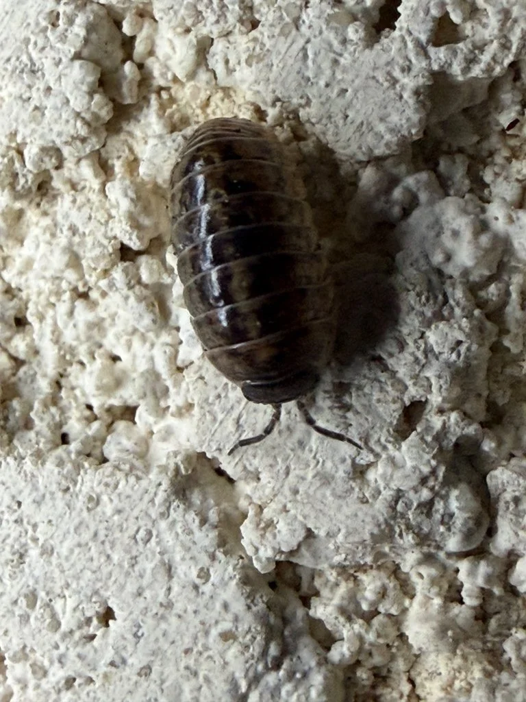 Observation de Cloporte commun (Armadillidium vulgare)