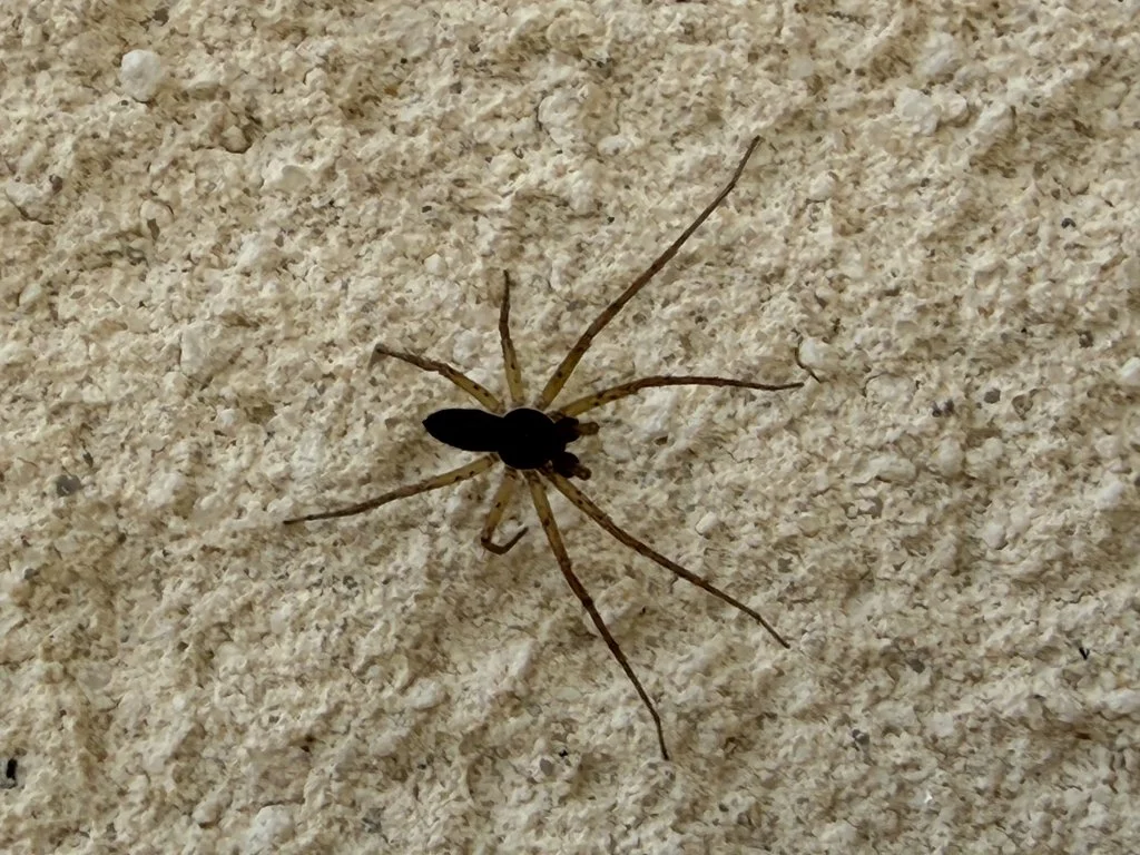 Observation de Philodrome disparate (Philodromus dispar)