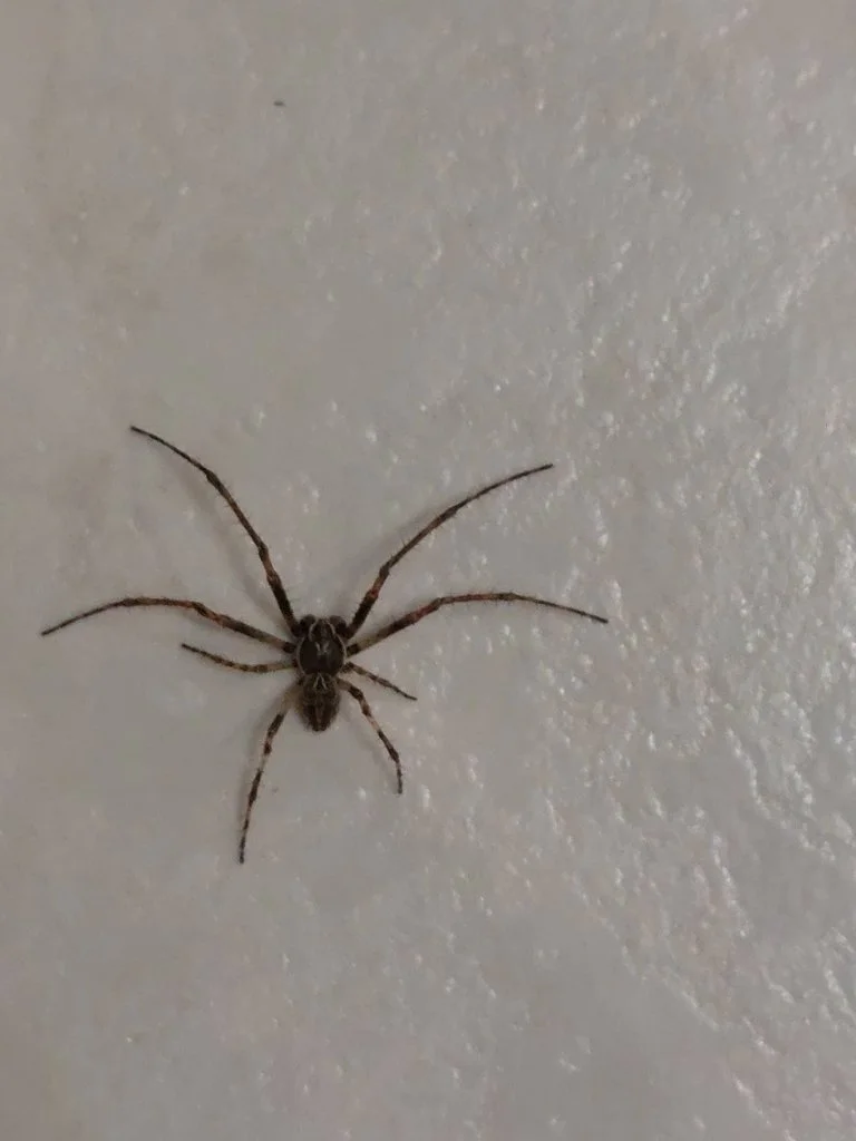Observation de Larinioides sclopetarius (Larinioides sclopetarius)