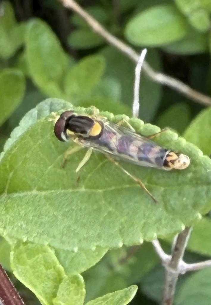 Observation de Syrphe scriptée (Sphaerophoria scripta)