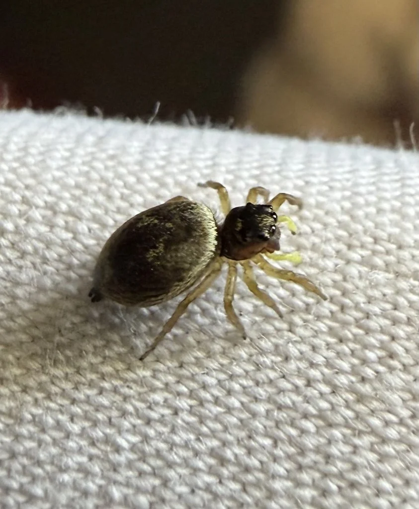 Observation de Heliophanus tribulosus (Heliophanus tribulosus)