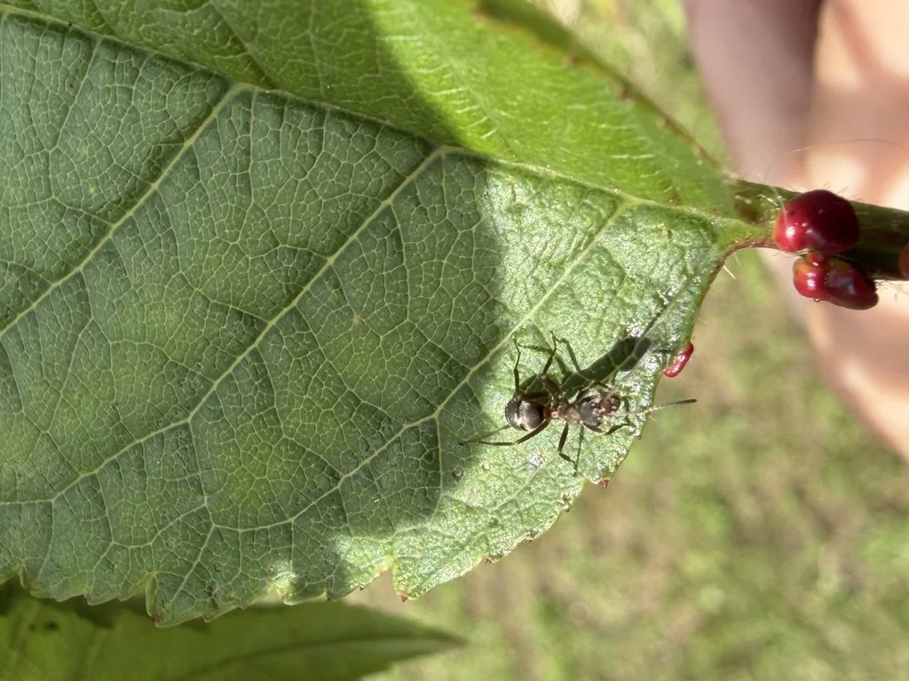 Observation de Fourmi rousse des bois (Formica fusca)