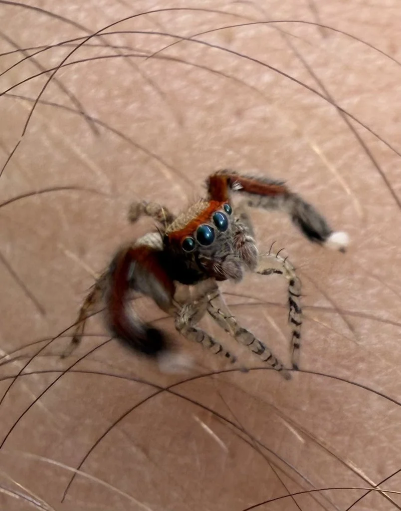 Observation de Saitis barbipes (Saitis barbipes)