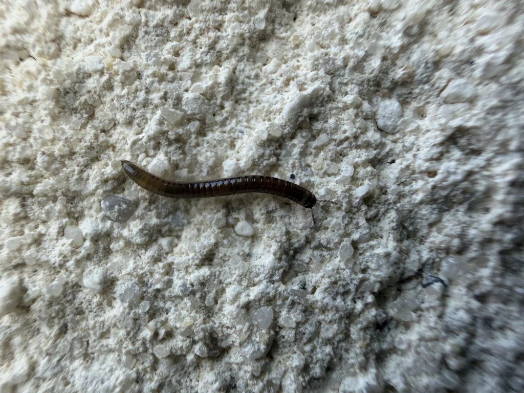 Observation de Iule de Latzel (Cylindroiulus latzeli)