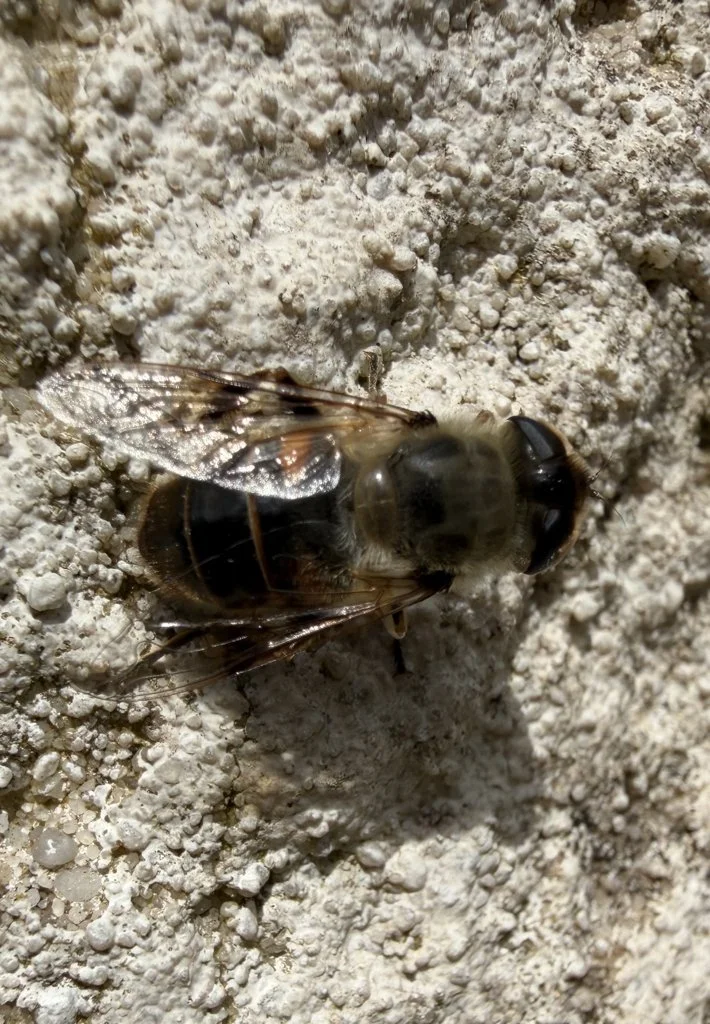 Observation de Mouche du cloporte (Eristalis tenax)