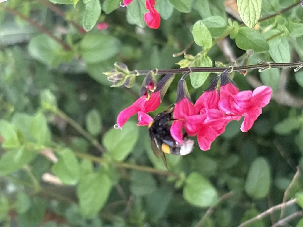 Observation de Bourdon terrestre (Bombus terrestris)