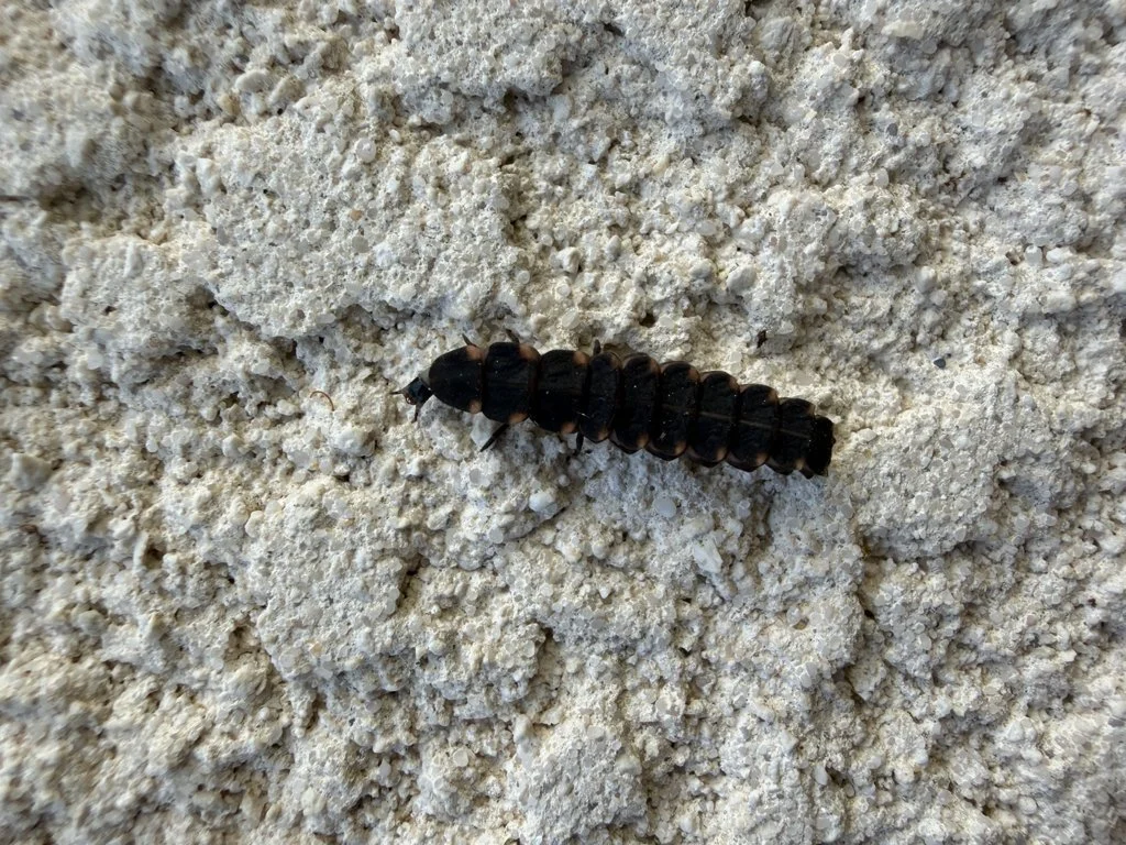 Observation de Ver luisant (Lampyris noctiluca)