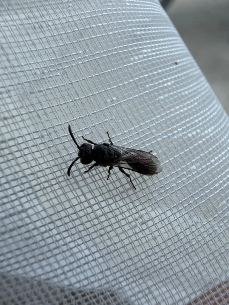Observation de Psenulus laevigatus (Psenulus laevigatus)