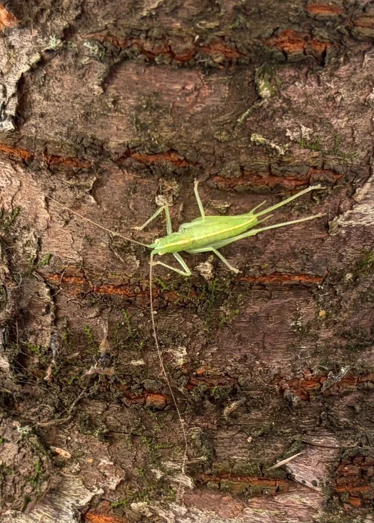 Observation de Meconema meridionale (Meconema meridionale)