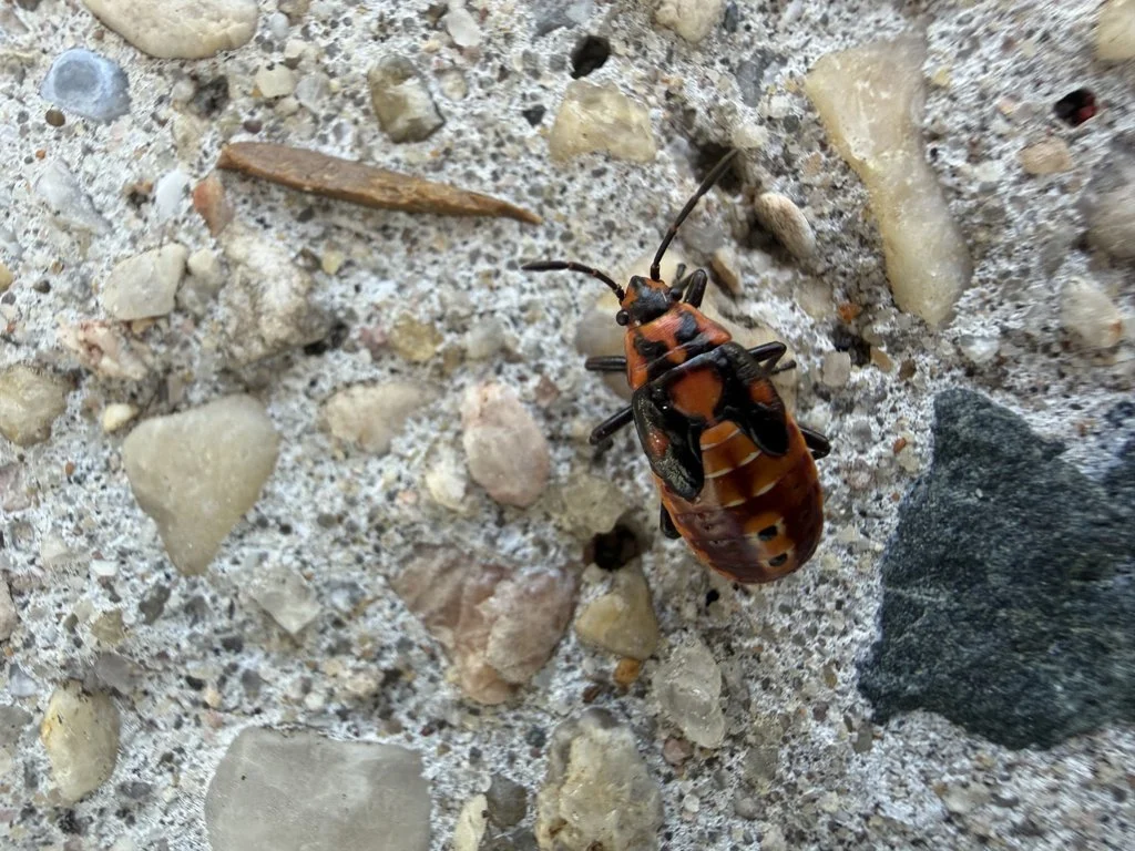 Observation de Punaise à taches blanches (Spilostethus pandurus)
