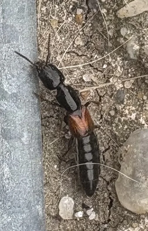 Observation de Mégalin lisse (Megalinus glabratus)