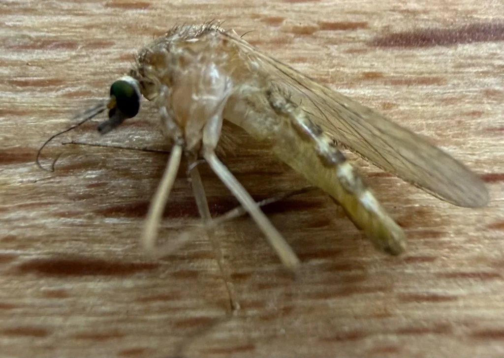 Observation de Culex torrentium (Culex torrentium)
