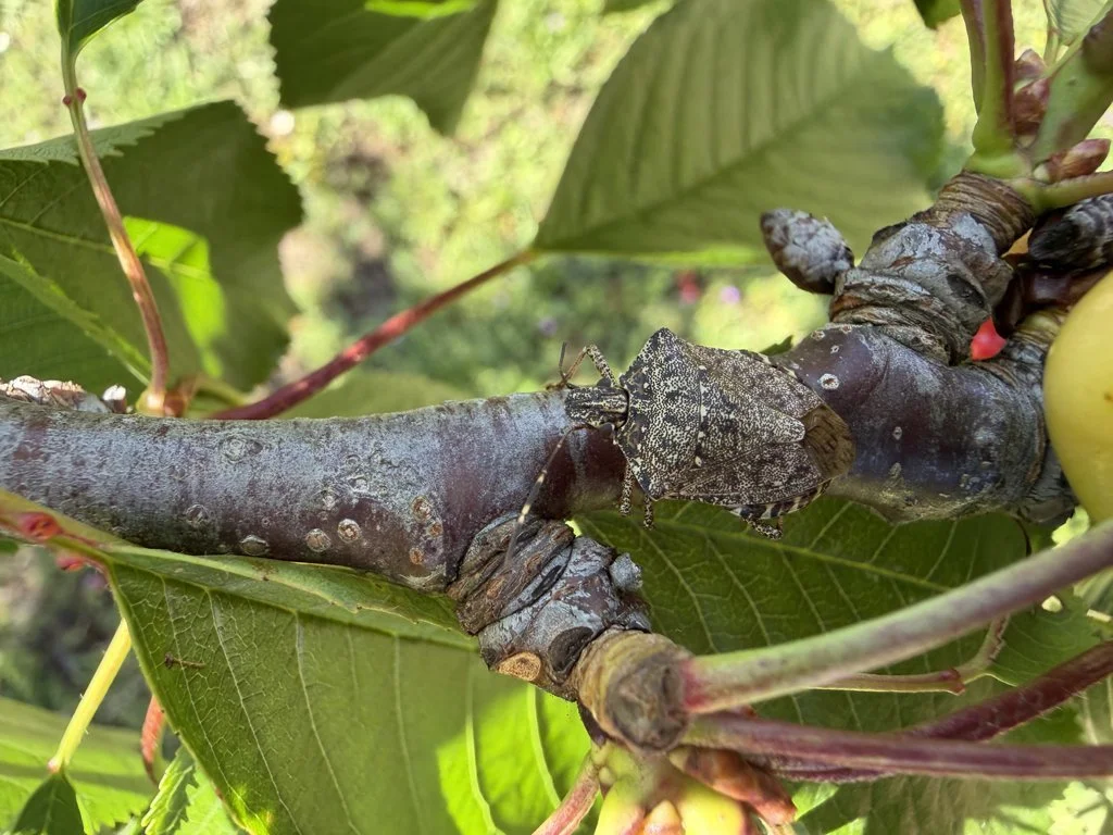 Observation de Punaise marbrée asiatique (Halyomorpha halys)