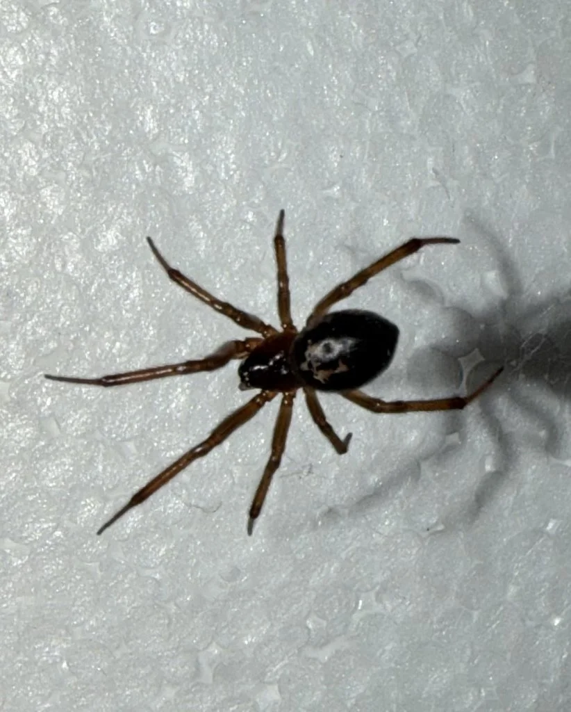 Observation de Araignée brune ressemblant à la veuve noire (Steatoda nobilis)