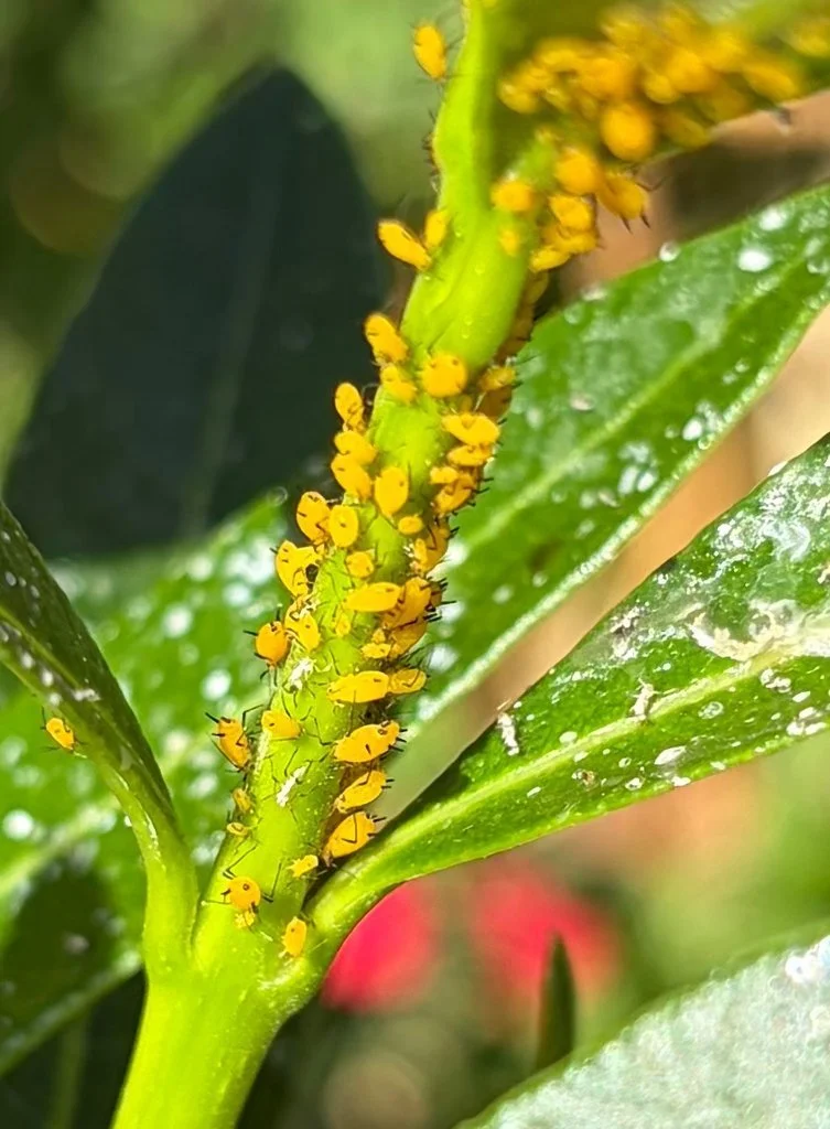 Observation de Aphis nerii (Aphis nerii)