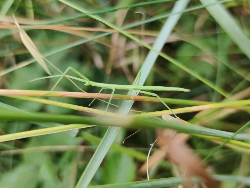 Observation de Phasme gaulois (Clonopsis gallica)