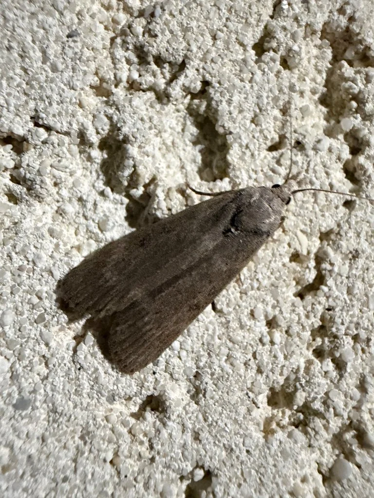 Observation de Lamoria anella (Lamoria anella)