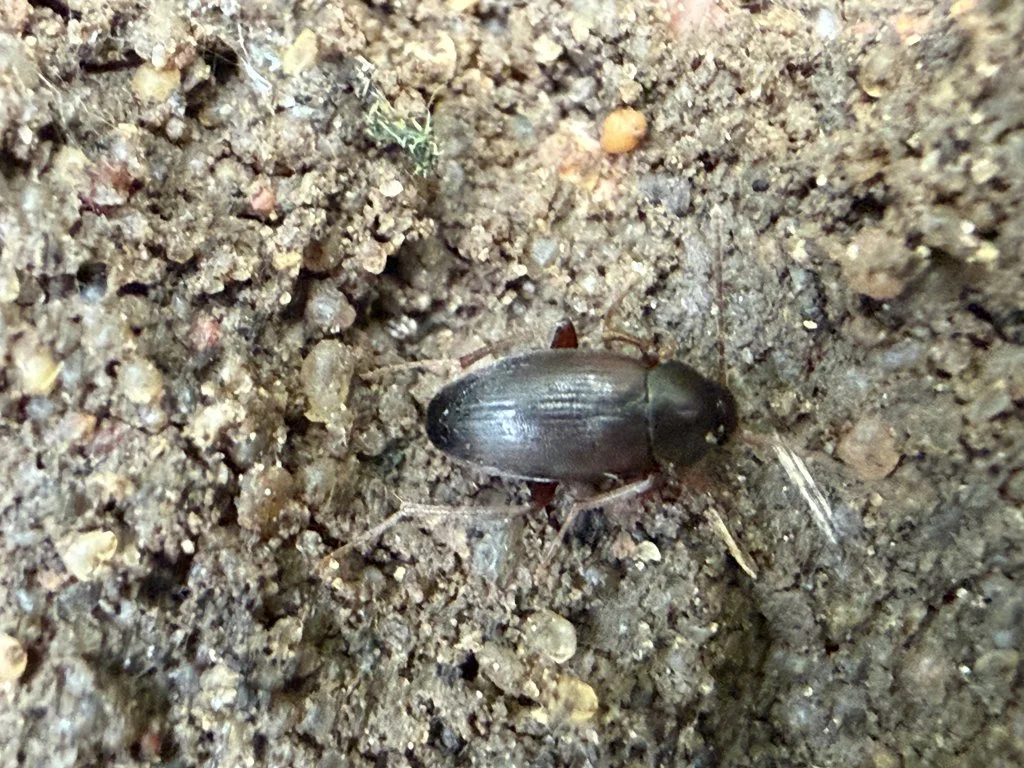 Observation de Calathus erratique (Calathus erratus)