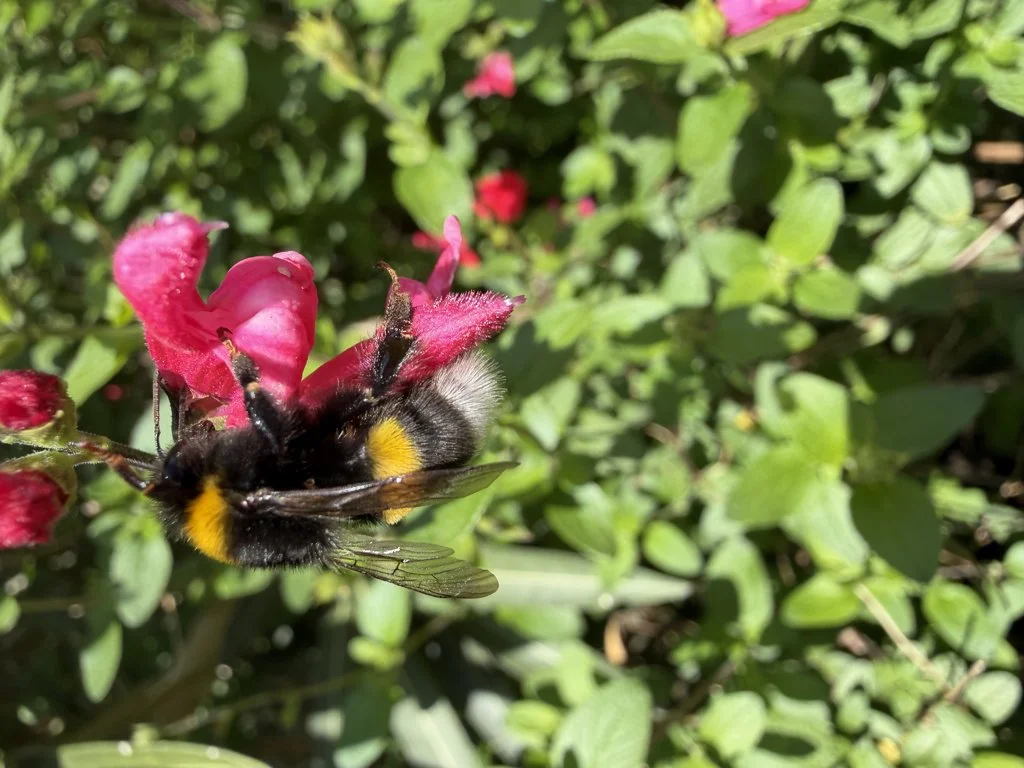 Observation de Bourdon terrestre (Bombus terrestris)