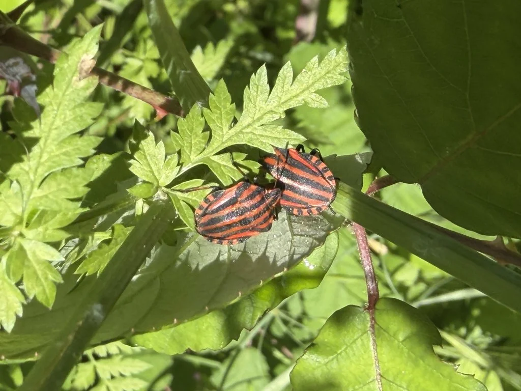 Observation de Punaise italienne (Graphosoma italicum)