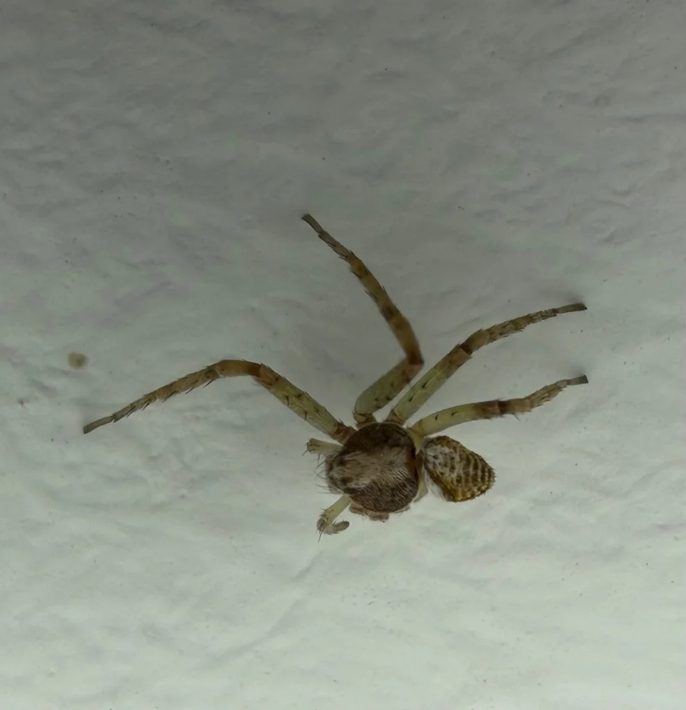 Observation de Philodromus aureolus (Philodromus aureolus)