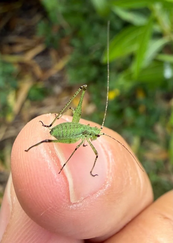 Observation de Phanéroptère méridional (Phaneroptera nana)