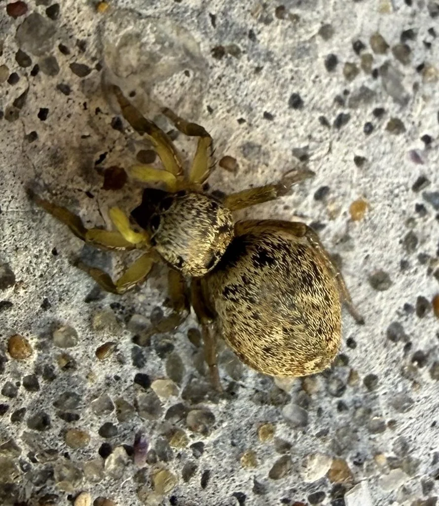 Observation de Heliophanus tribulosus (Heliophanus tribulosus)